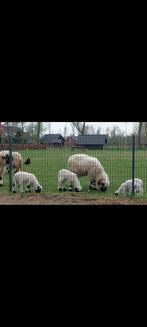 Wallischer swarznase rammetjes, Dieren en Toebehoren, Schapen, Geiten en Varkens, Mannelijk, Schaap