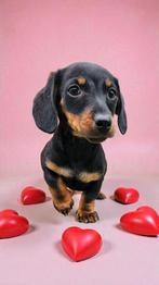 WILL YOU BE MY VALENTINE, Dieren en Toebehoren, Nederland, Parvo, Reu, 8 tot 15 weken