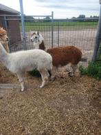 Alpaca, Dieren en Toebehoren, Overige Dieren, Meerdere dieren, Na 1 juli 2024