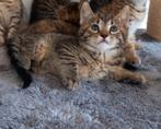 Schattige aanhankelijke kittens 💕, Dieren en Toebehoren, Katten en Kittens | Overige Katten, Kortharig, Meerdere dieren, 0 tot 2 jaar