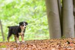 Australian Shepherd mini pups, 8 tot 15 weken, CDV (hondenziekte), Meerdere, Meerdere dieren