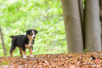 Australian Shepherd mini pups beschikbaar voor biedingen