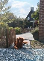 Opvang honden