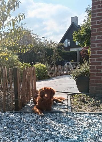 Opvang honden  beschikbaar voor biedingen