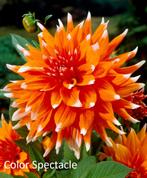 Verschillende soorten Dahlia knollen, Tuin en Terras, Bloembollen en Zaden, Ophalen of Verzenden, Voorjaar, Volle zon, Knol