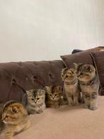 5 prachtige kittens:Scottish Fold x Brits Korthaar& Golden, Dieren en Toebehoren, Katten en Kittens | Raskatten | Korthaar, Meerdere dieren