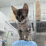 ACE: Edgar, wie geeft hem nu de kans van zijn leven?, Kater, Kortharig, 0 tot 2 jaar