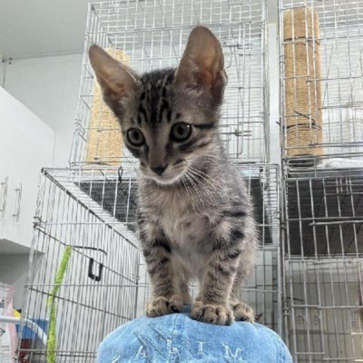 ACE: Edgar, wie geeft hem nu de kans van zijn leven?, Dieren en Toebehoren, Katten en Kittens | Overige Katten, Kortharig, Kater