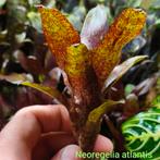 Neoregelia atlantis, een van de mini Bromelia's