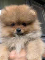 Pomeranian Spitz pups, pedigree FCI/LKD, Dieren en Toebehoren, Honden | Poolhonden, Keeshonden en Oertypen, Particulier, 15 weken tot 1 jaar