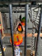 agapornis fischer koppel, Meerdere dieren, Dwergpapegaai of Agapornis, Tam