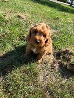 Mini Australian labradoodle ( uit geteste ouders ), Rabiës (hondsdolheid), Overige rassen, 8 tot 15 weken, Meerdere