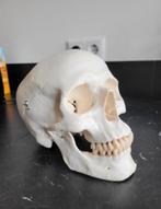 Anatomische schedel mens kunststof les materiaal 1:1 Skull, Ophalen of Verzenden, Zo goed als nieuw