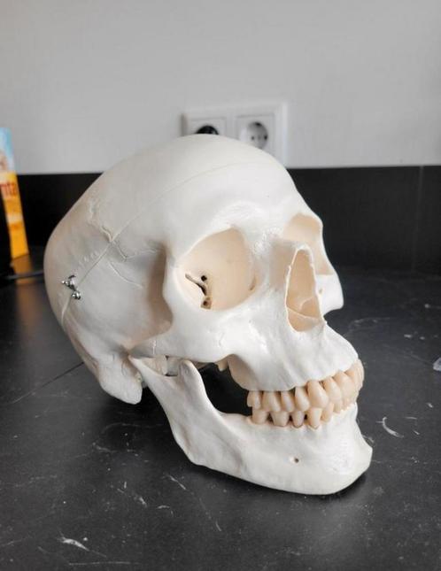 Anatomische schedel mens kunststof les materiaal 1:1 Skull, Verzamelen, Overige Verzamelen, Zo goed als nieuw, Ophalen of Verzenden