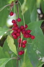 Vijf-Smaken-Bes / Peperbes / Schisandra Chinensis, Halfschaduw, Vaste plant, Lente, Overige soorten