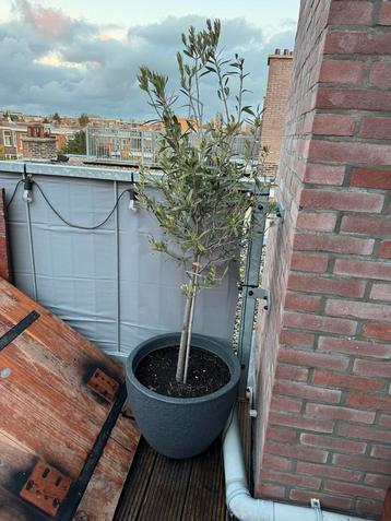 Olijfboom met pot - Prachtige aanwinst! beschikbaar voor biedingen