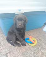 Prachtige Chocolade bruine Labrador pup met stamboom !, Dieren en Toebehoren, Honden | Retrievers, Spaniëls en Waterhonden, CDV (hondenziekte)