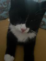 Lieve speelse kater van 6 maanden – zoekt een nieuw thuis, Dieren en Toebehoren