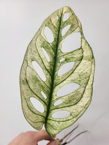 Monstera Adansonii Archepeligo  beschikbaar voor biedingen