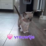 Siamees/snowbengaal kittens, Dieren en Toebehoren, Katten en Kittens | Raskatten | Korthaar, Geslacht onbekend, Ontwormd, 0 tot 2 jaar