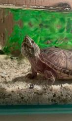 3 muskusschildpadden met alle toebehoren, 0 tot 2 jaar