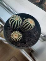 Cactus, Ophalen of Verzenden