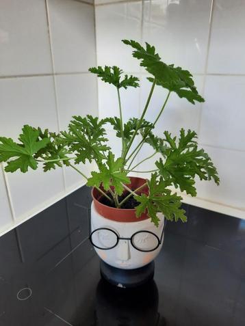 Huiskamer plantjes  beschikbaar voor biedingen