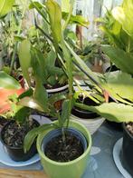 Koningin van de nacht vanaf 7,50 euro per plant. Rose kleur., Ophalen, Overige soorten, Minder dan 100 cm