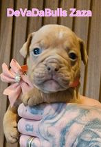 Prachtige old english bulldog pups, Dieren en Toebehoren, Honden | Bulldogs, Pinschers en Molossers, Bulldog, Meerdere, Meerdere dieren