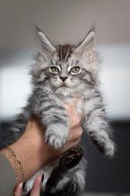 Prachtige Maine Coons kittens uit Russische lijnen!, Dieren en Toebehoren, Poes, Gechipt, 0 tot 2 jaar