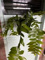 Epiphyllum chrysocardium, Ophalen of Verzenden, Halfschaduw, Minder dan 100 cm