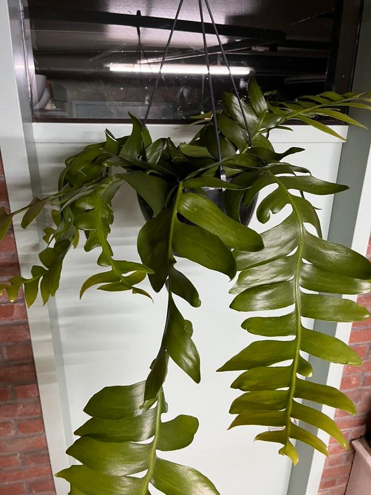 Epiphyllum chrysocardium, Huis en Inrichting, Kamerplanten, Minder dan 100 cm, Halfschaduw, Ophalen of Verzenden