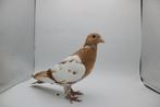 Geel bont (choco) kleurpostduif, Dieren en Toebehoren, Vogels | Duiven, Geslacht onbekend, Postduif