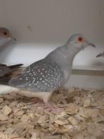 Diamantduiven, Dieren en Toebehoren, Meerdere dieren, Overige soorten