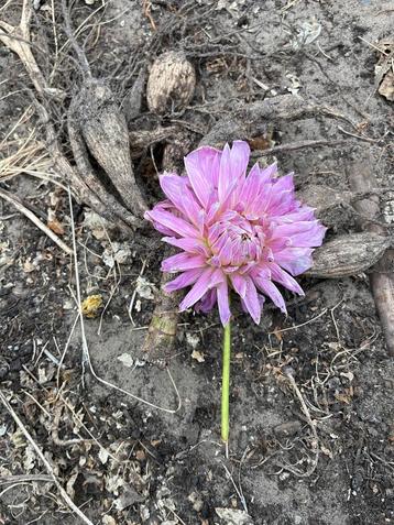 Dahlia Roze Wit - Prachtige Bloem voor uw Tuin! beschikbaar voor biedingen