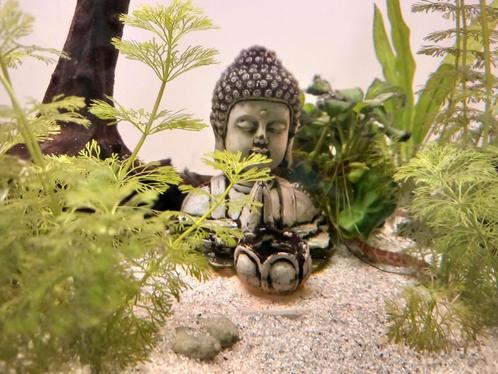 Aqualantis aquarium met alle toebehoren, Dieren en Toebehoren, Vissen | Aquaria en Toebehoren, Gevuld zoetwateraquarium, Ophalen