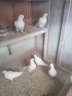 Keulse tuimelaars, Dieren en Toebehoren, Meerdere dieren, Tuimelaar of Roller