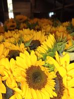 Zonnebloemen, Ophalen of Verzenden, Nieuw