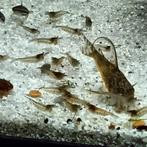 Kleine doorzichtige garnalen., Dieren en Toebehoren, Vissen | Aquariumvissen, Kreeft, Krab of Garnaal
