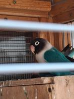 Mooi personen agapornis, Dieren en Toebehoren, Vogels | Parkieten en Papegaaien, Meerdere dieren, Parkiet