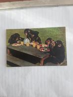 CHIMPANZEES  TEA PARTY, Ophalen of Verzenden