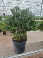 Chamaerops Vulcano palm Potmaat 30, Ophalen, Zomer, Overige soorten, Volle zon