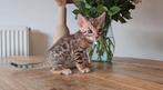 Bengaal kittens met stamboom, Meerdere dieren, Gechipt