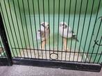 Glosters divese kleuren, Dieren en Toebehoren, Meerdere dieren, Postuurkanarie
