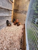 serama, Dieren en Toebehoren, Pluimvee, Mannelijk, Kip