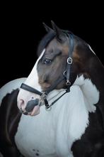 Lieve 8 jarige ruin, Dieren en Toebehoren, Paarden, Ruin, Minder dan 160 cm, 7 tot 10 jaar