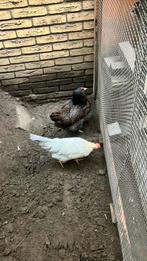 3 prachtige jonge ras kipjes te koop, Vrouwelijk, Kip