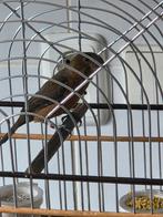 Twatwa Jongman Puur Sipa Kiauw !, Dieren en Toebehoren, Vogels | Overige Vogels