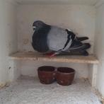 Mooie Canaria roeksduif, Dieren en Toebehoren, Vogels | Duiven, Vrouwelijk, Kropper