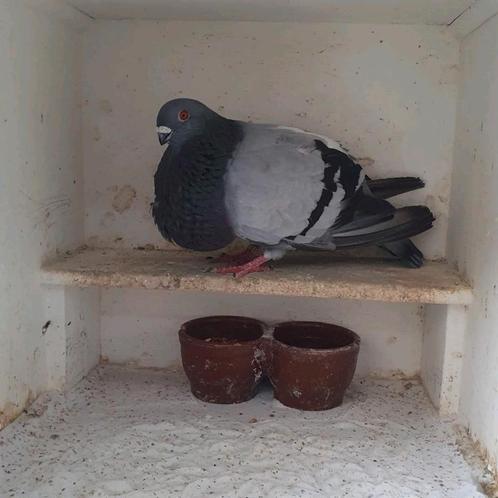 Mooie Canaria roeksduif, Dieren en Toebehoren, Vogels | Duiven, Kropper, Vrouwelijk
